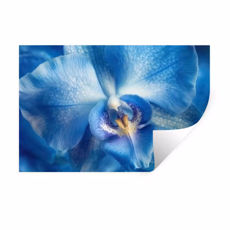 Muursticker - Blauw - Orchidee - Elegeant — 1