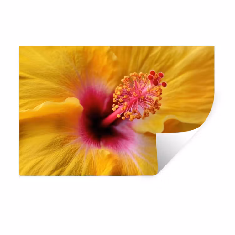 Muursticker - Geel - Hibiscus - Tropisch — 1