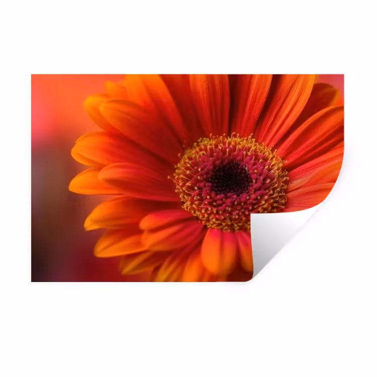 Muursticker - Oranje - Gerbera - Intens — 1