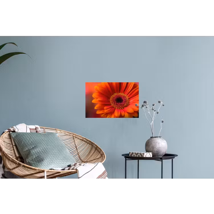 Muursticker - Oranje - Gerbera - Intens — 4