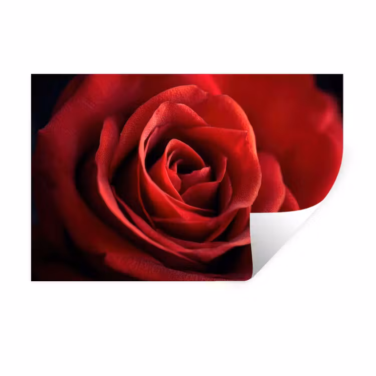 Muursticker - Rood - Roos - Romantisch — 1