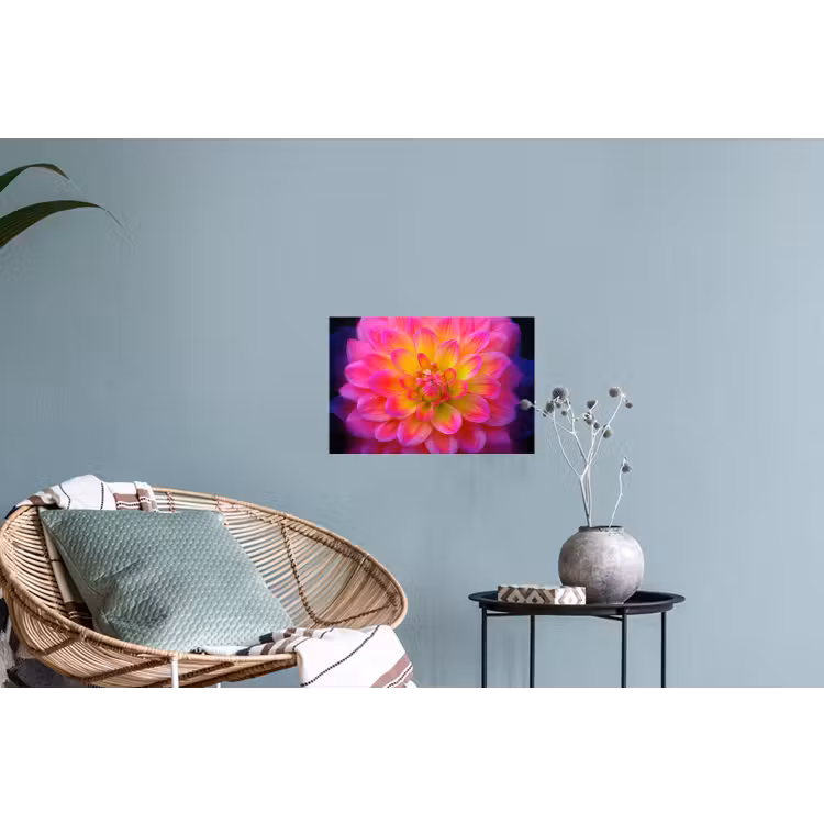 Muursticker - Roze - Dahlia - Kleurrijk — 4