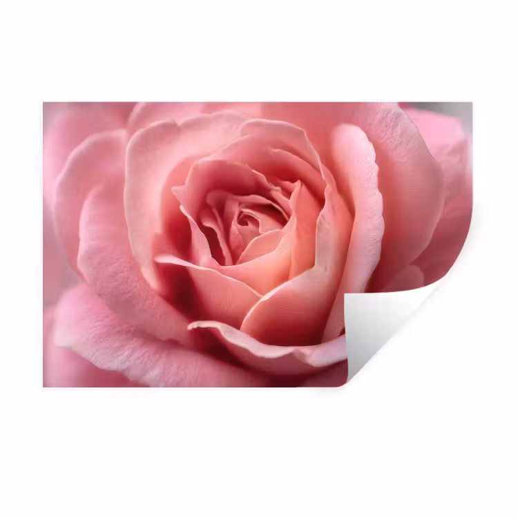 Muursticker - Roze - Roos - Romantisch — 1