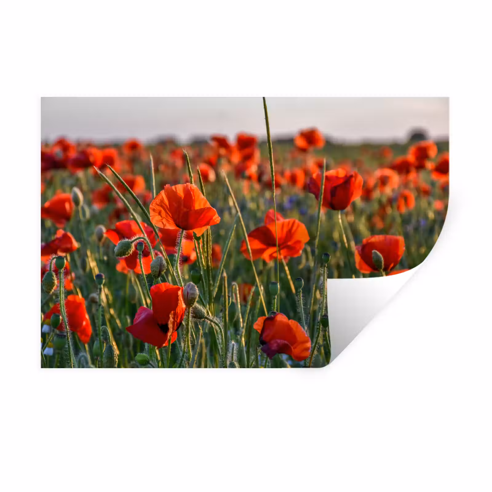 Muursticker - Bloemen - Klaprozen - Natuur - Rood — 1