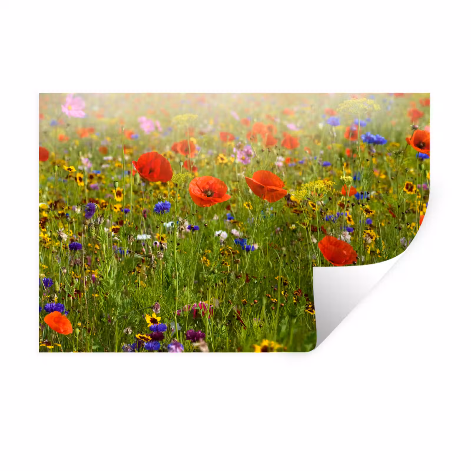 Muursticker - Lente - Bloemen - Rood - Klaproos - Gras - Groen — 1