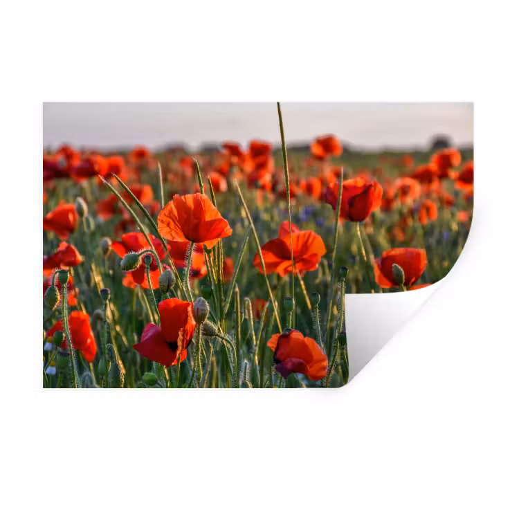 Muursticker - Bloemen - Klaprozen - Natuur - Rood — 1