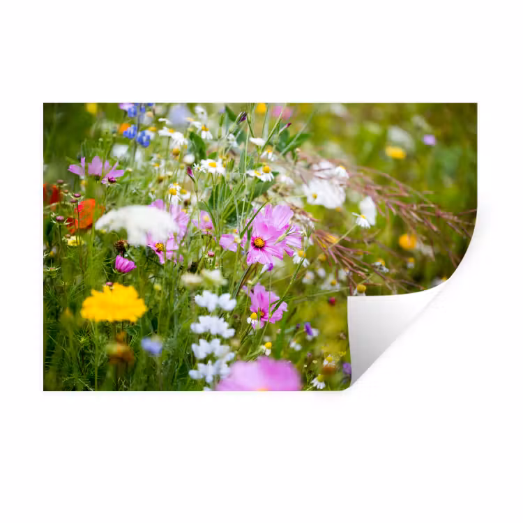Muursticker - Bloemen - Natuur - Groen - Gras - Paars - Wit — 1