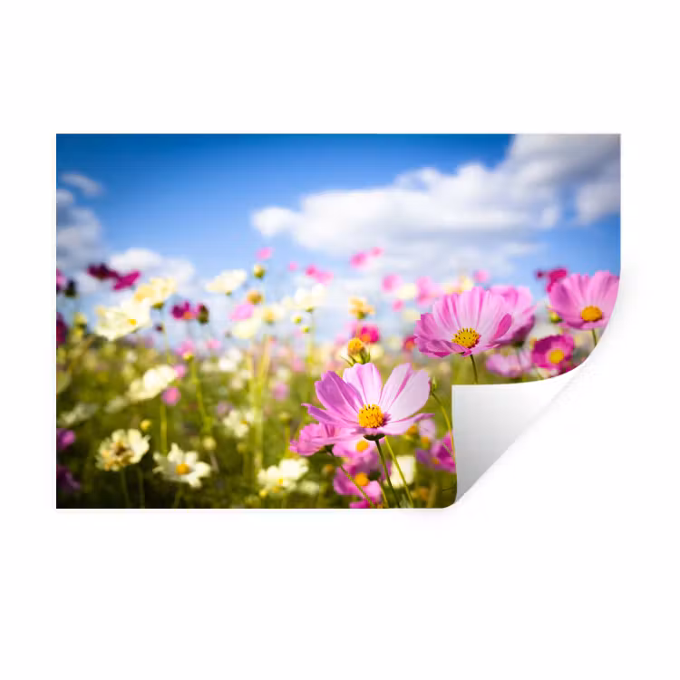 Muursticker - Bloemen - Wei - Paars - Gras - Wit - Wolken - Blauw — 1