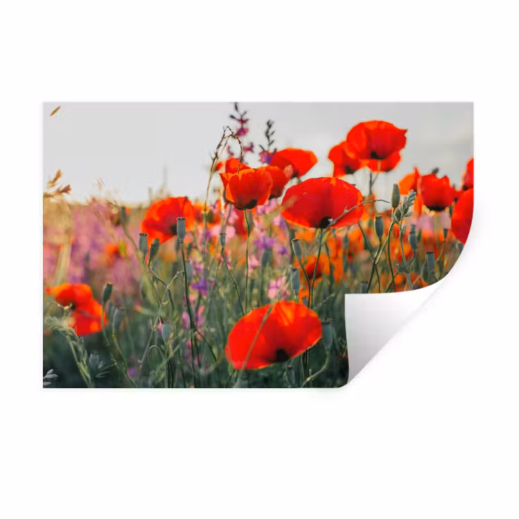 Muursticker - Klaproos - Bloemen - Rood - Paars - Weide — 1