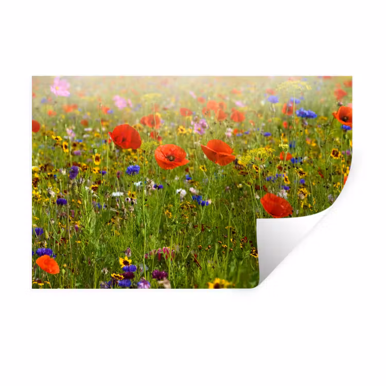 Muursticker - Lente - Bloemen - Rood - Klaproos - Gras - Groen — 1