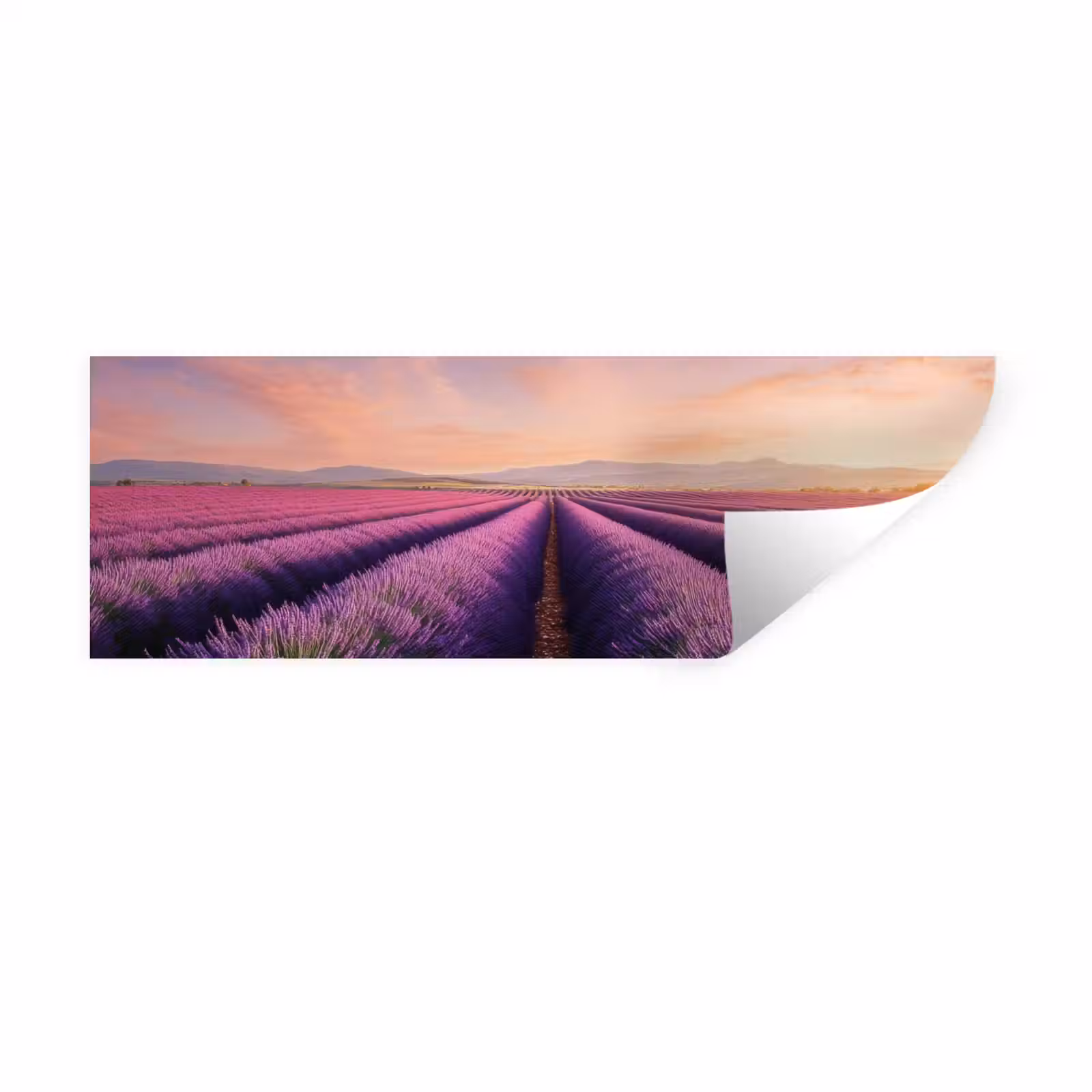 Muursticker - Lavendelveld - Zonsondergang - Paars - Bloemen — 1