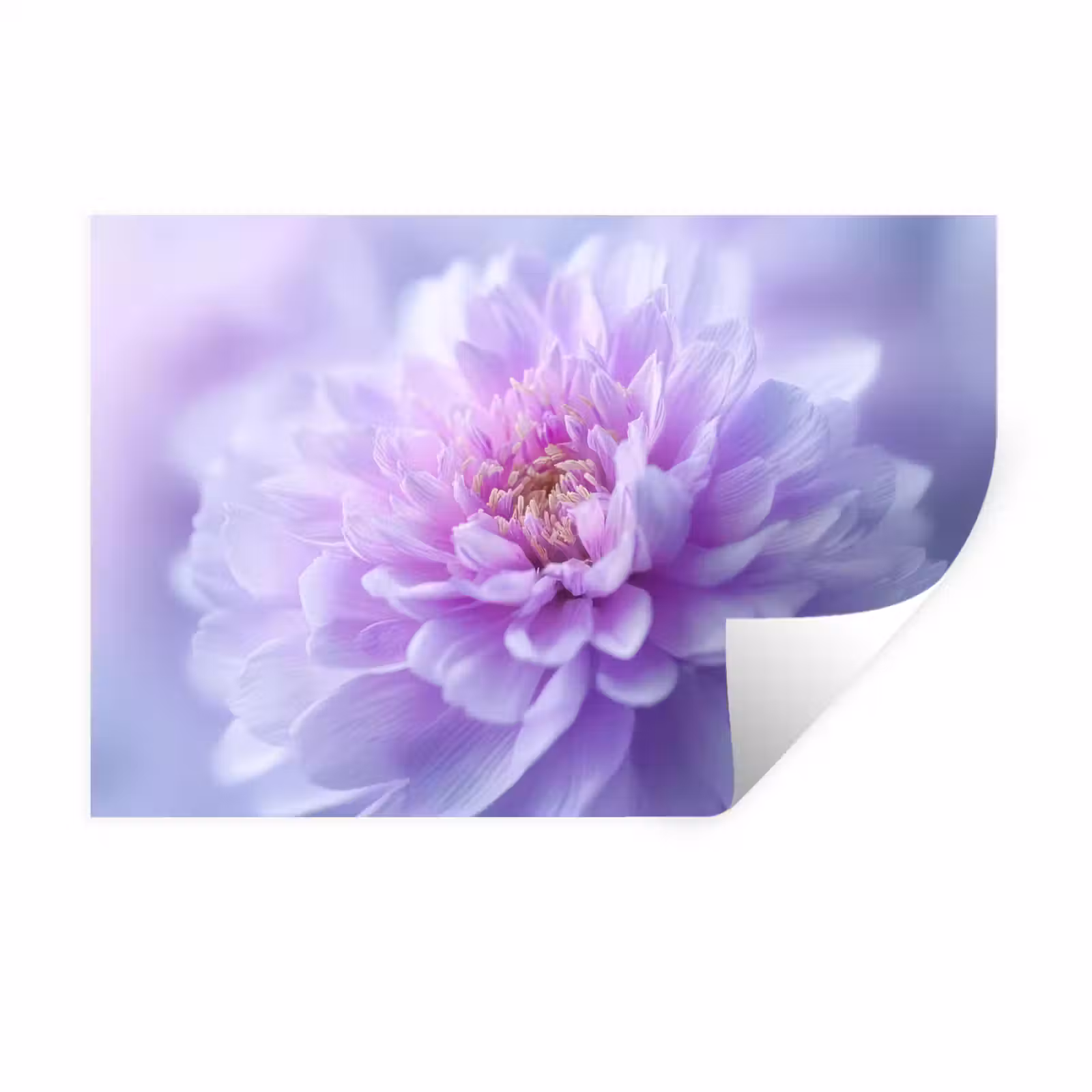 Muursticker - Paars - Dahlia - Dromerig — 1