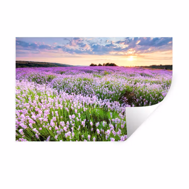 Muursticker - Lavendel - Bloemen - Zonsondergang - Paars - Weide — 1
