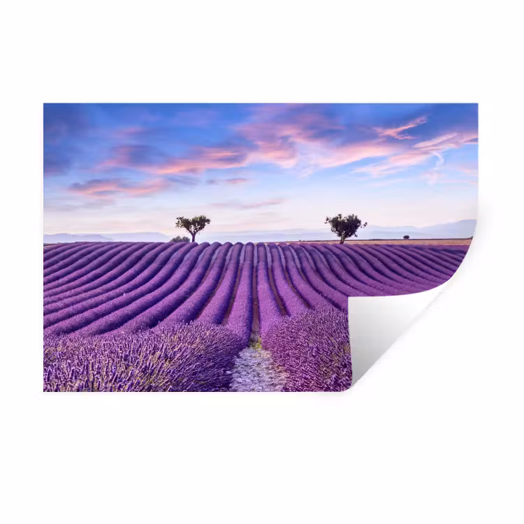 Muursticker - Lavendel - Natuur - Paars - Bomen - Bloemen — 1