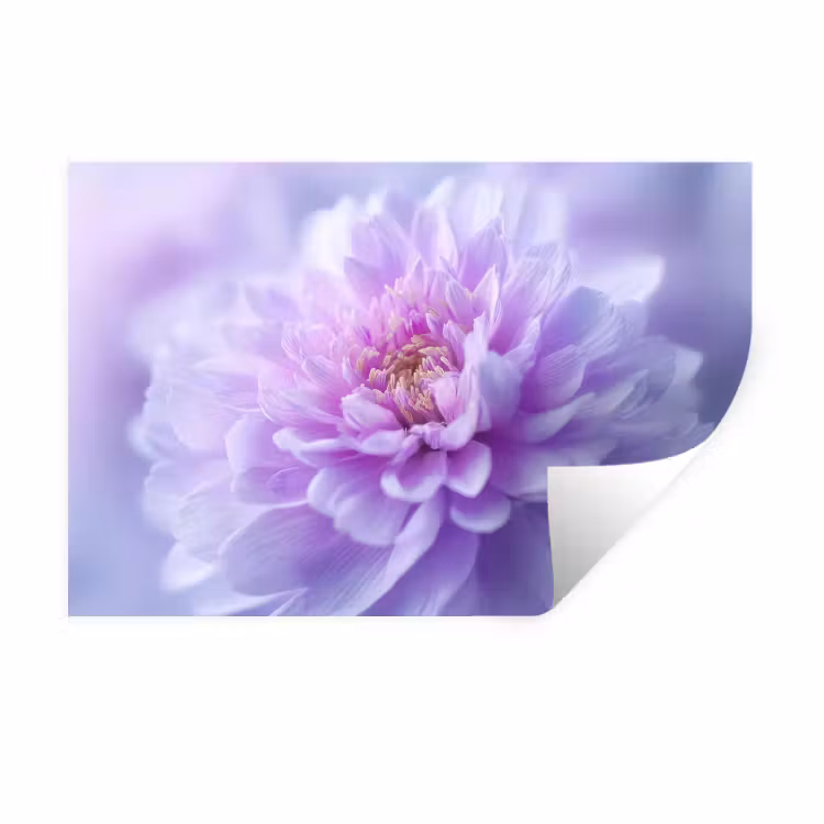 Muursticker - Paars - Dahlia - Dromerig — 1