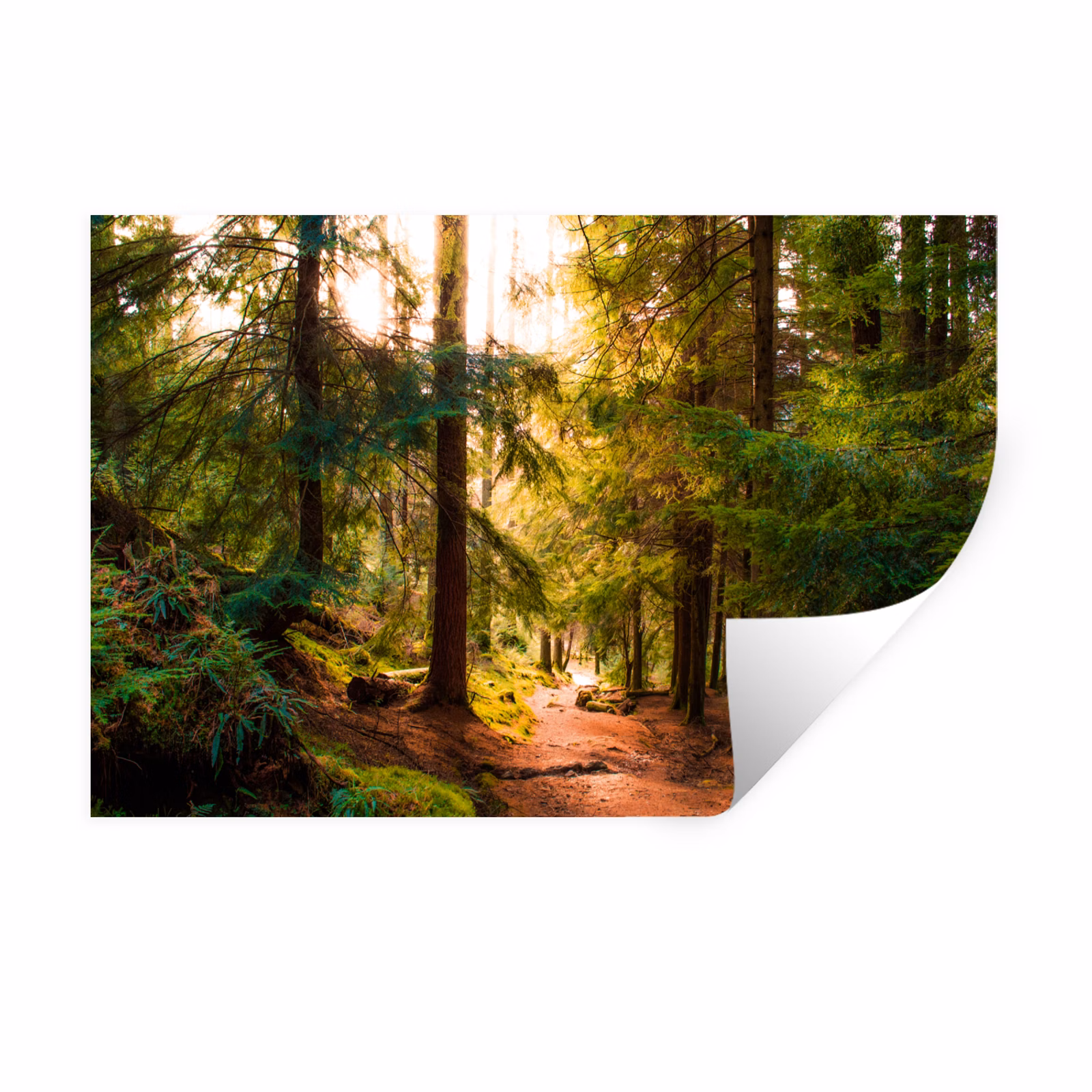 Muursticker - Bos - Pad - Bomen - Groen - Zon - Natuur — 1