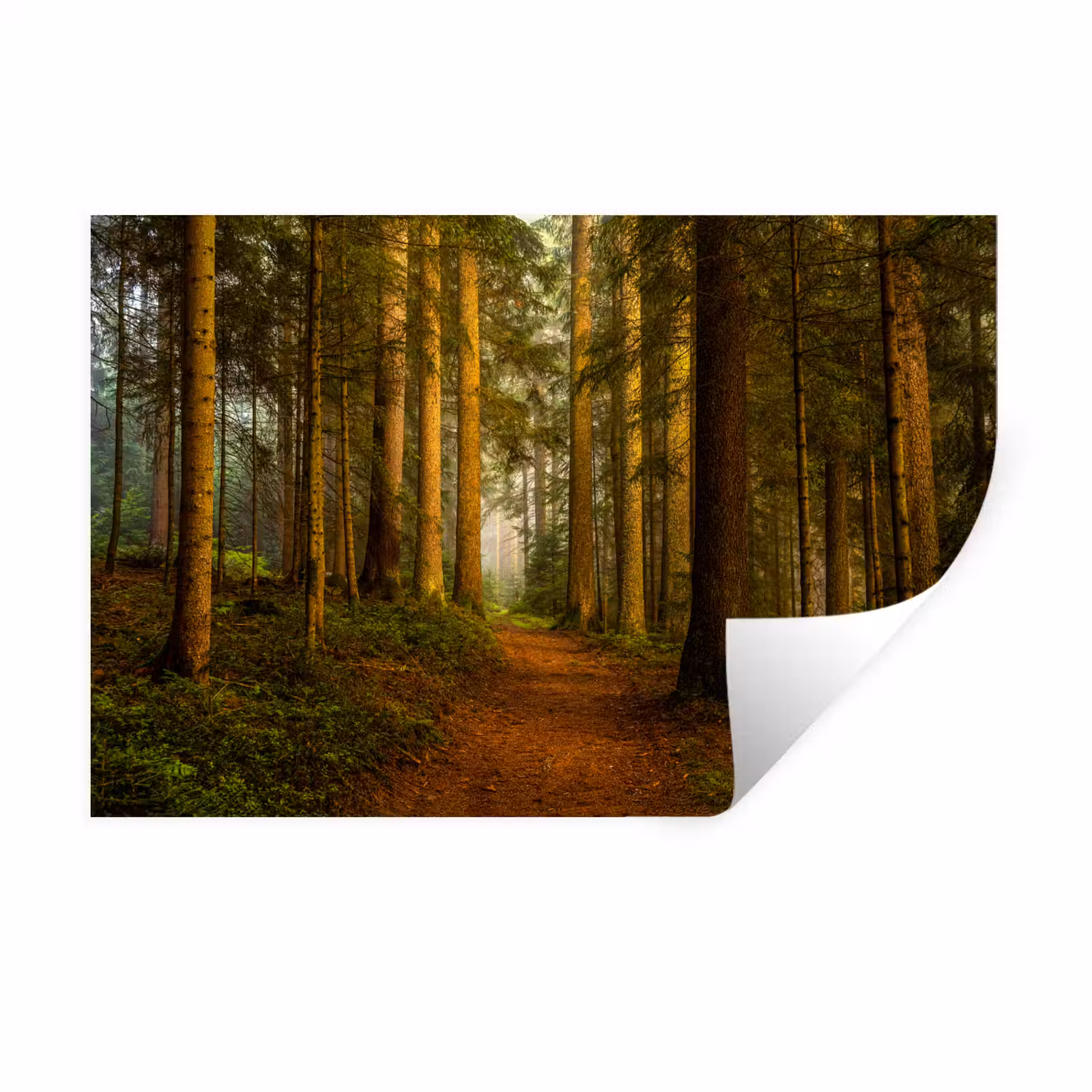 Muursticker - Bos - Natuur - Bomen - Landschap - Bladeren — 1