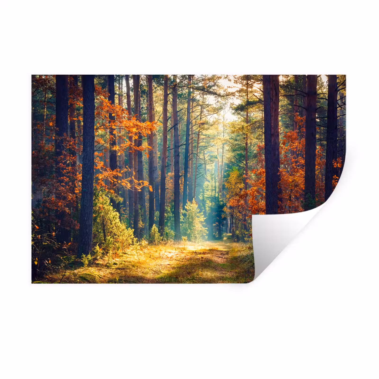 Muursticker - Bos - Zon - Natuur - Herfst — 1