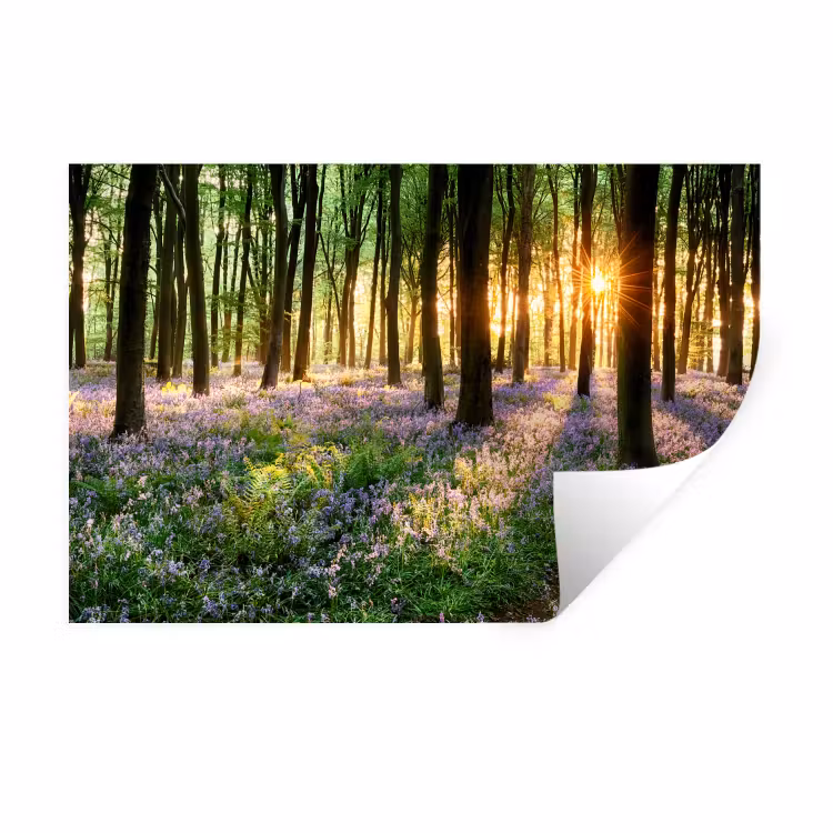 Muursticker - Bos - Bloemen - Lavendel - Zon - Paars - Natuur — 1
