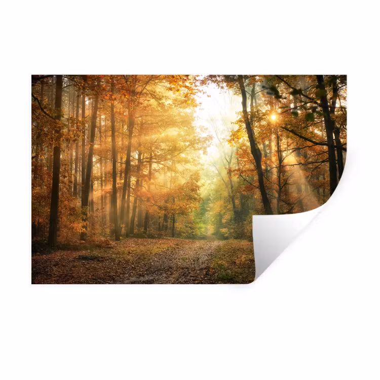 Muursticker - Bos - Herfst - Zon - Landschap - Natuur - Bomen - Bladeren — 1