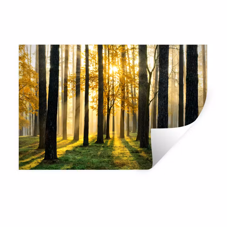 Muursticker - Bos - Zon - Bomen - Gras - Landschap - Natuur — 1