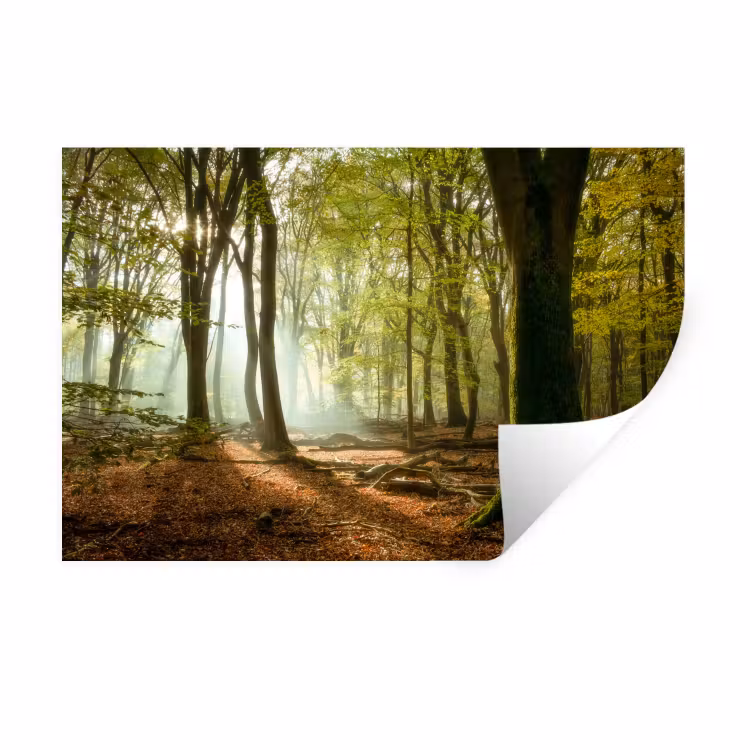 Muursticker - Bos - Zon - Seizoenen - Landschap — 1