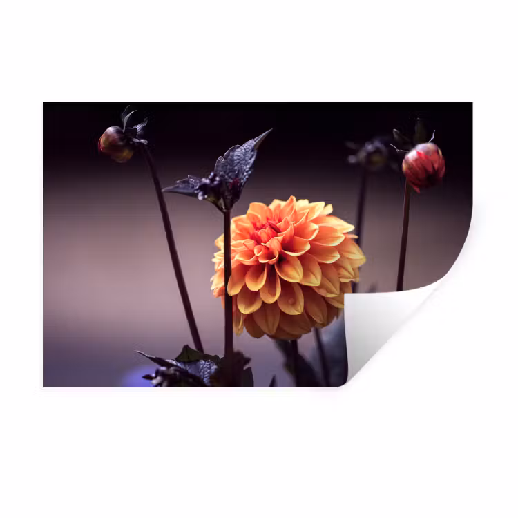 Muursticker - Bloemen - Chrysant - Macro - Planten — 1