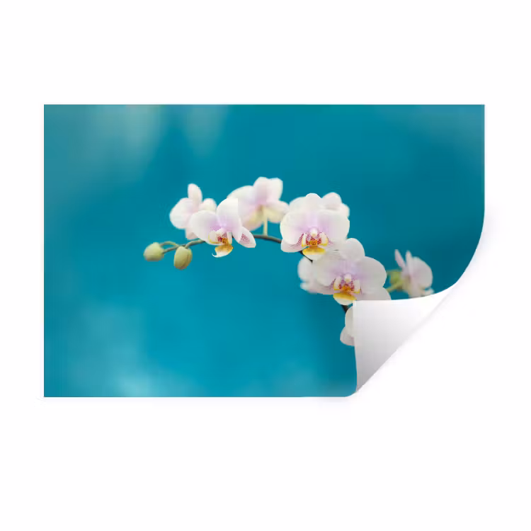 Muursticker - Orchidee - Bloemen - Plant - Wit - Paars — 1
