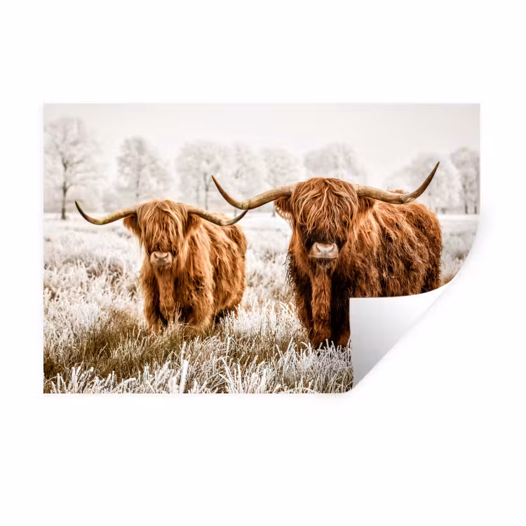 Muursticker - Schotse hooglander - Koe - Natuur - Winter — 1