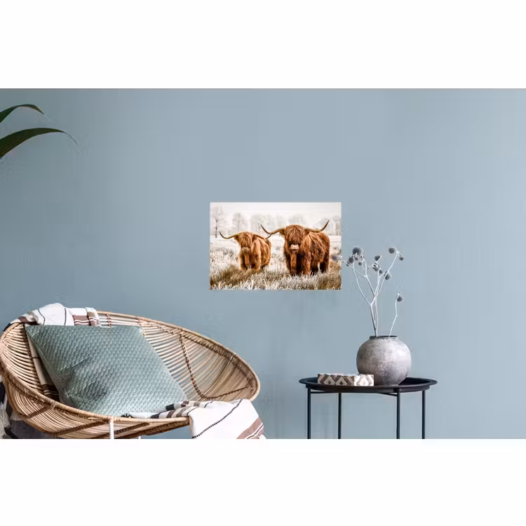 Muursticker - Schotse hooglander - Koe - Natuur - Winter — 4