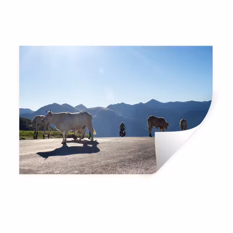 Muursticker - Schotse hooglander - Licht - Berg - Natuur — 1