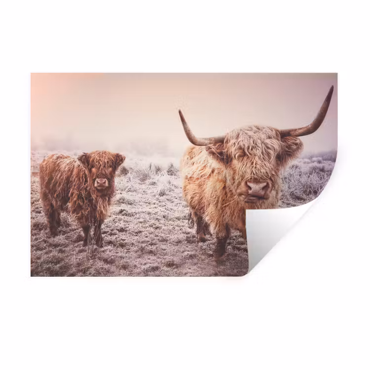 Muursticker - Schotse hooglanders - Licht - Lucht - Natuur — 1
