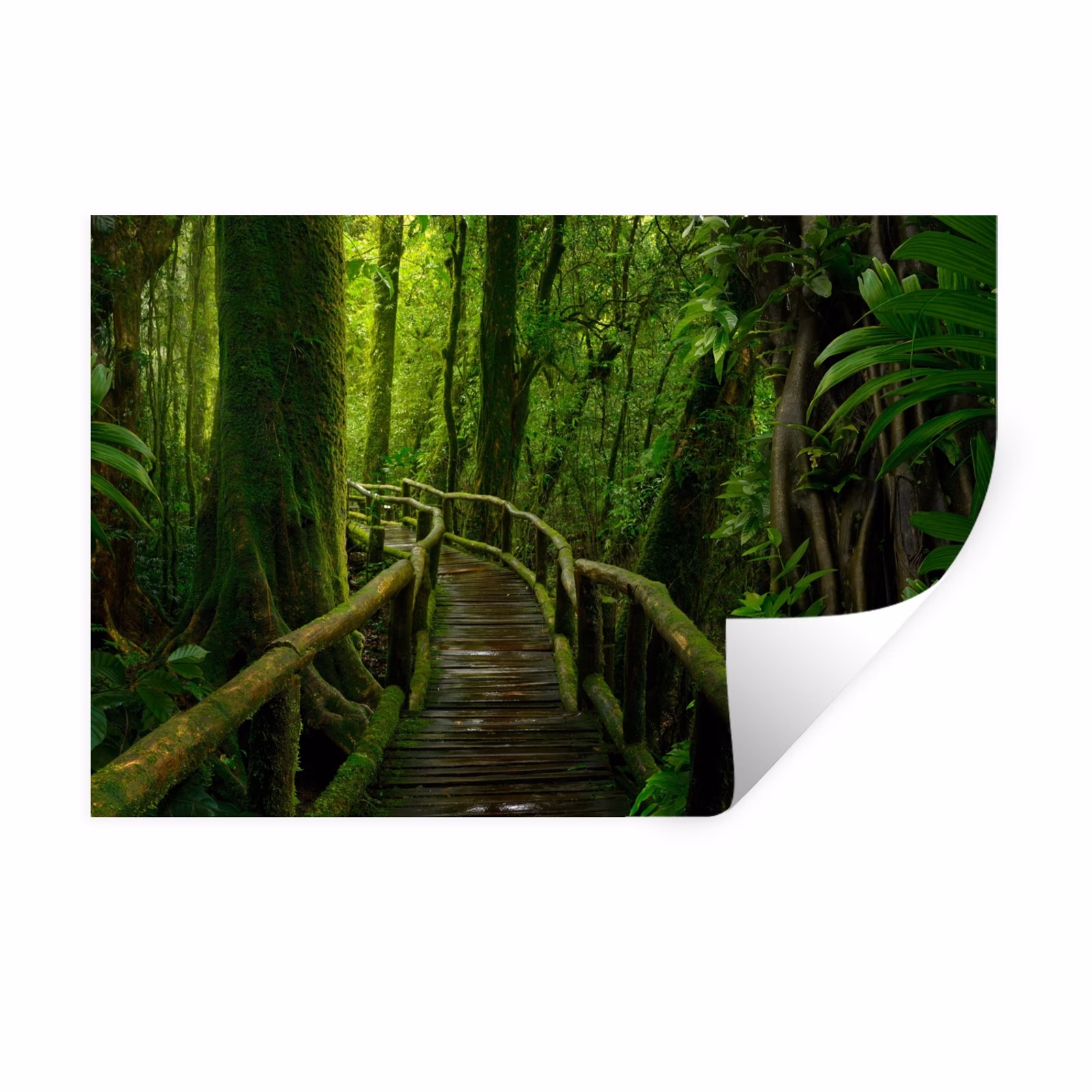 Muursticker - Jungle - Brug - Mos - Natuur - Tropisch — 1