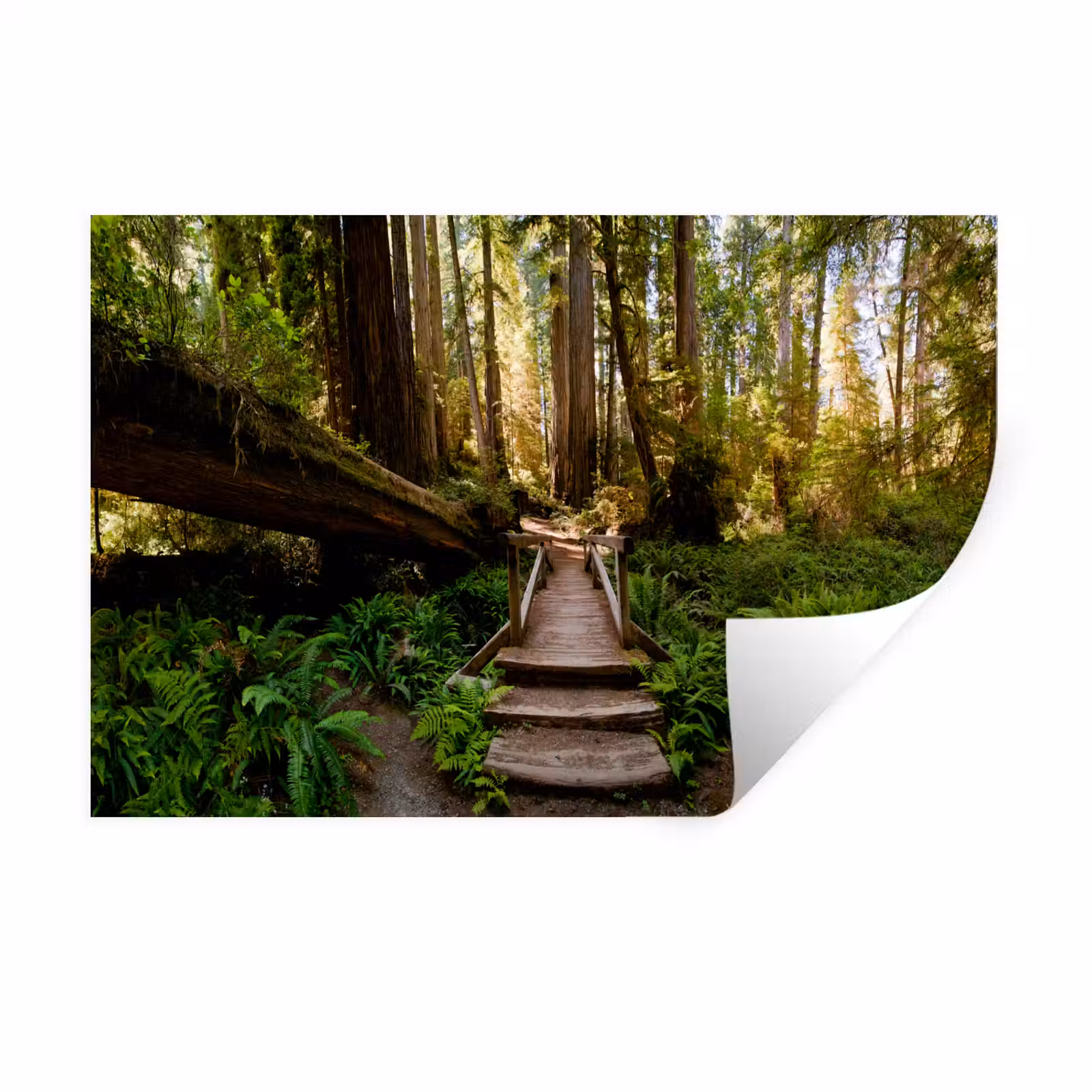 Muursticker - Jungle - Natuur - Trap - Bomen — 1