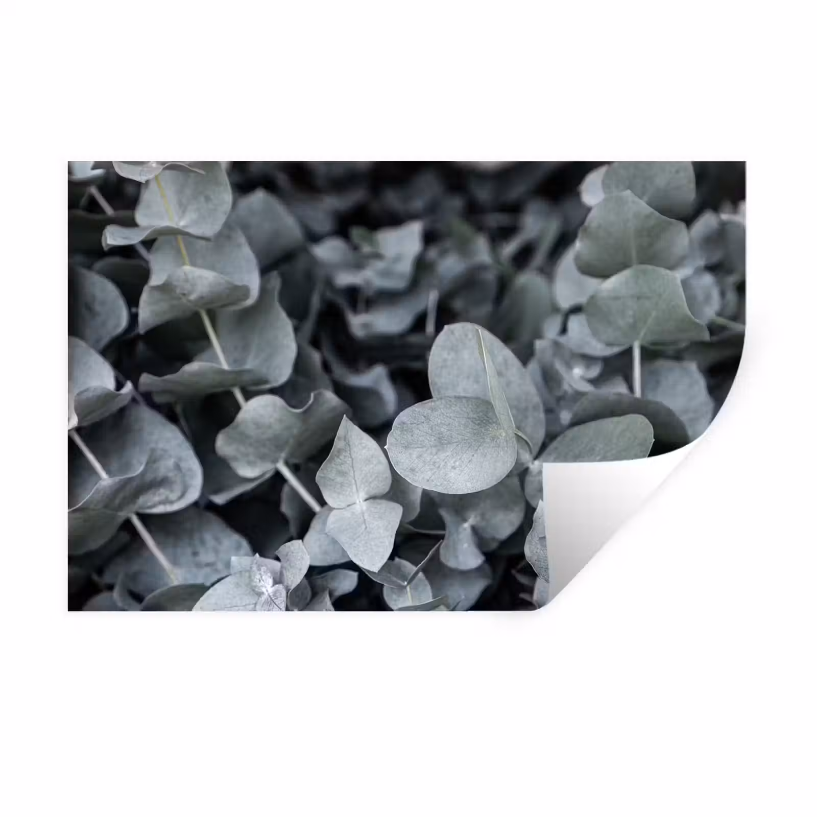 Muursticker - Natuur - Planten - Eucalyptus - Bladeren — 1