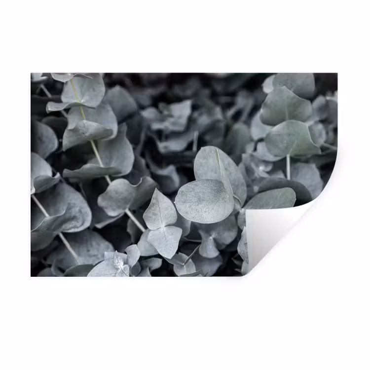Muursticker - Natuur - Planten - Eucalyptus - Bladeren — 1