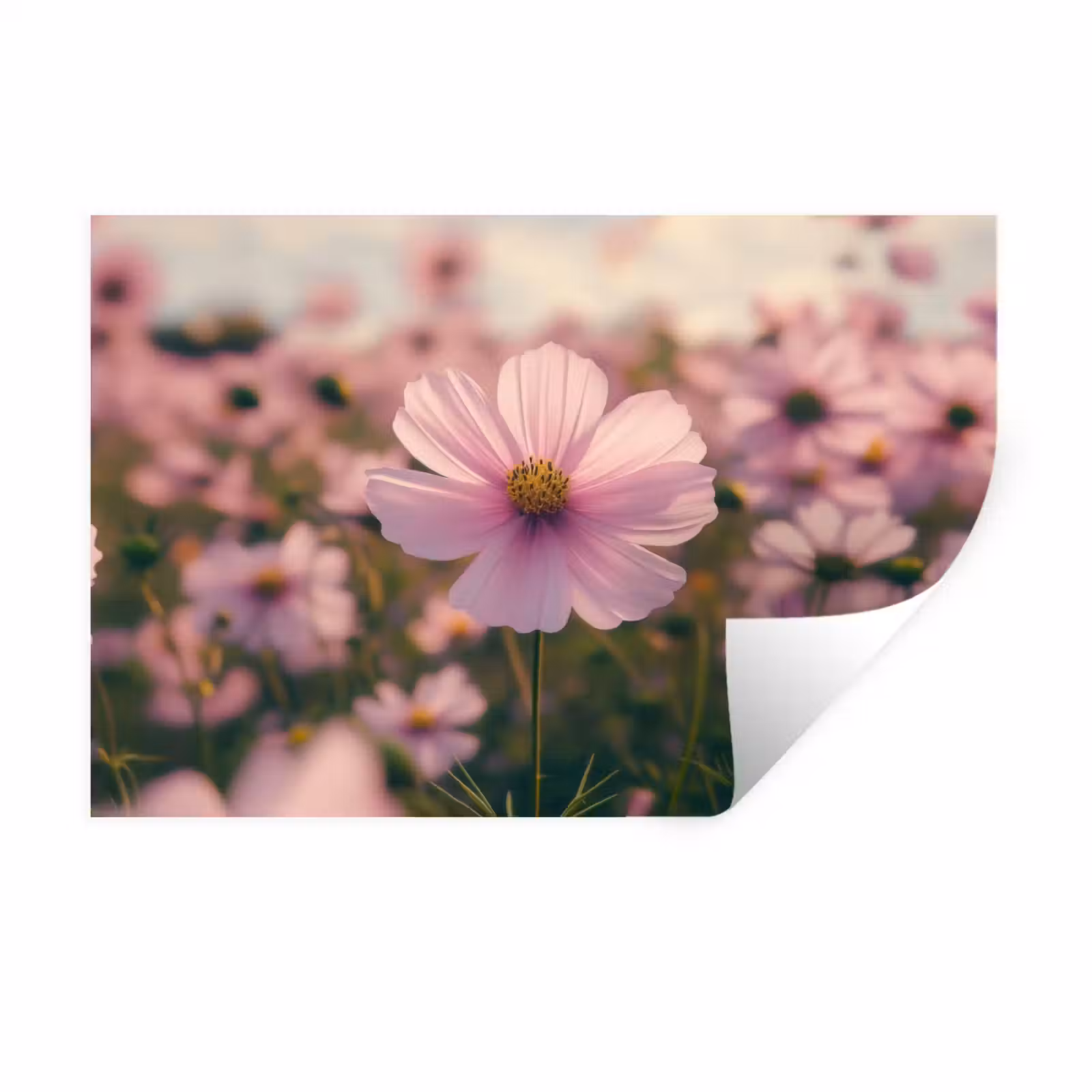 Muursticker - Bloemen - Paars - Wazig — 1