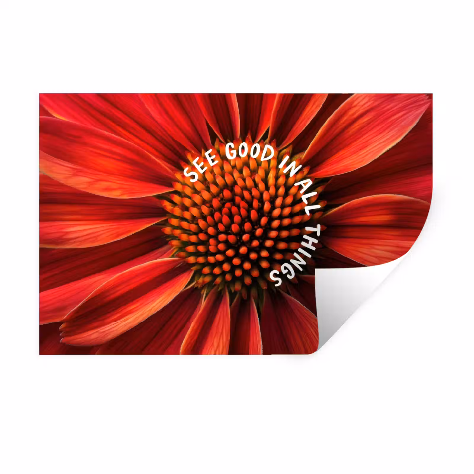 Muursticker - Close up - Bloem - Quote - Rood — 1