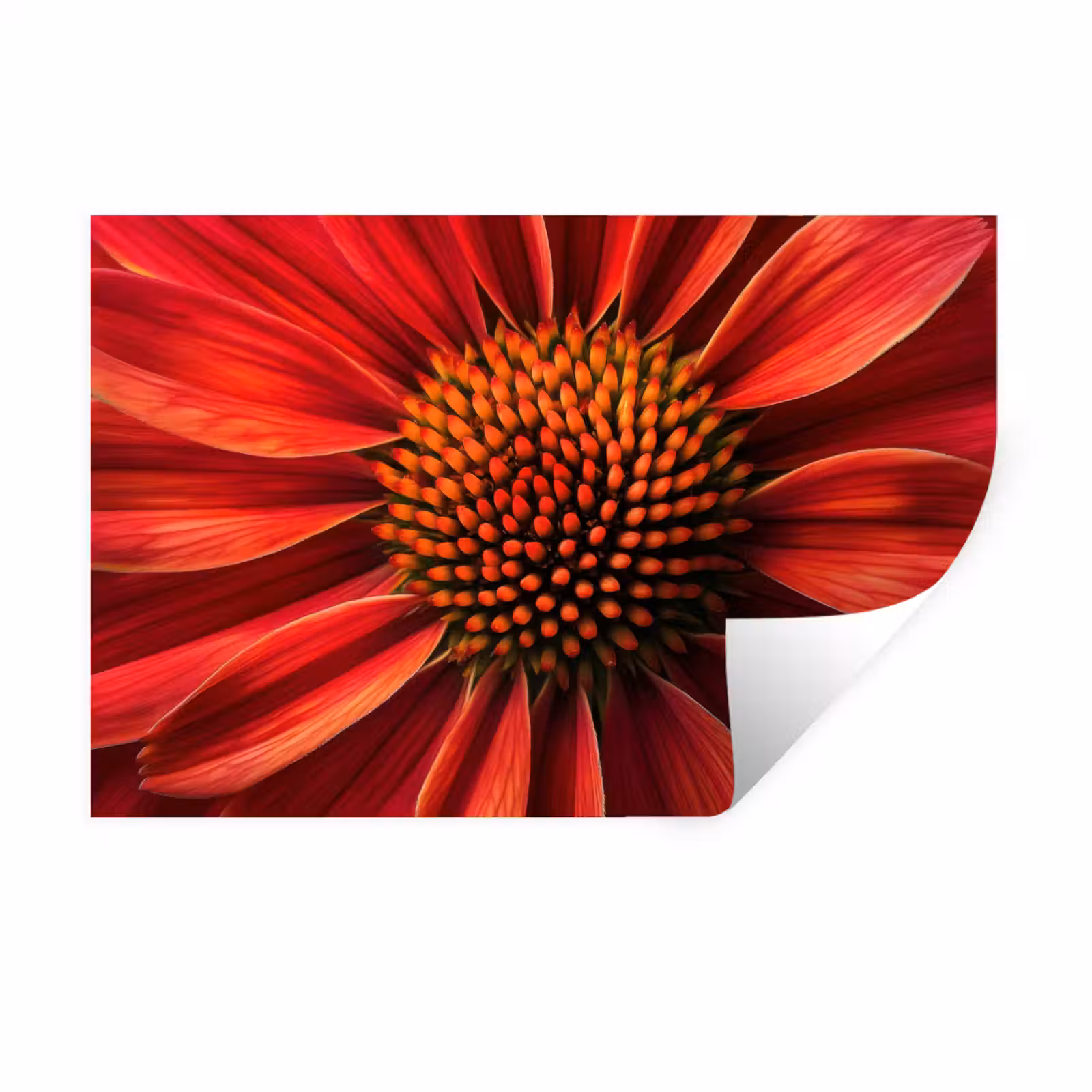 Muursticker - Close up - Bloem- Rood — 1