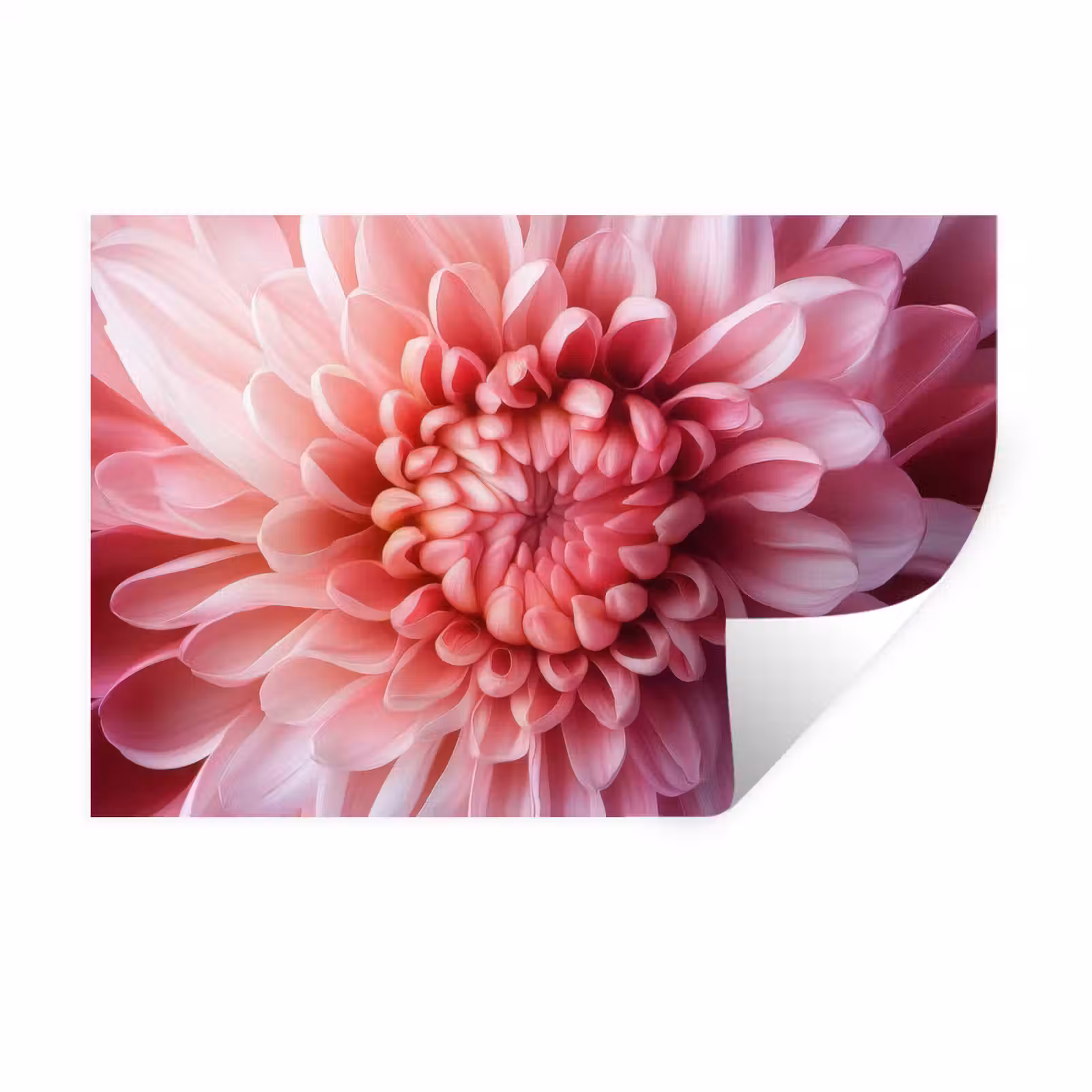 Muursticker - Dahlia - Bloem - Close up - Roze — 1
