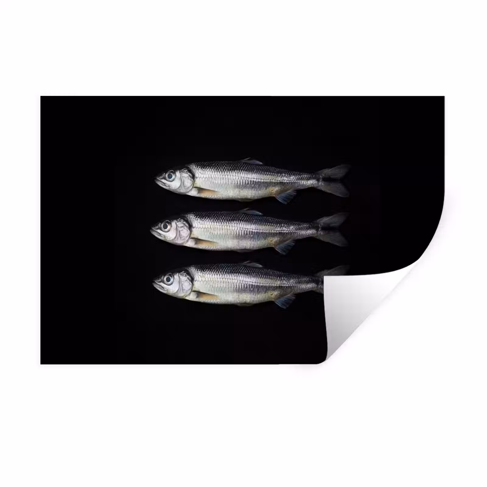 Muursticker - Haring - Vissen - Zwart — 1