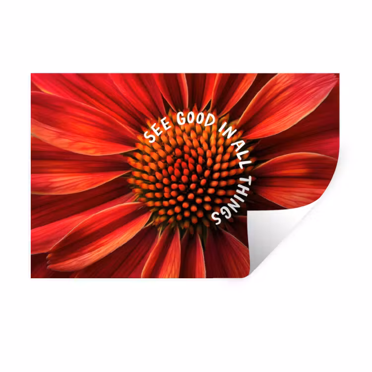 Muursticker - Close up - Bloem - Quote - Rood — 1