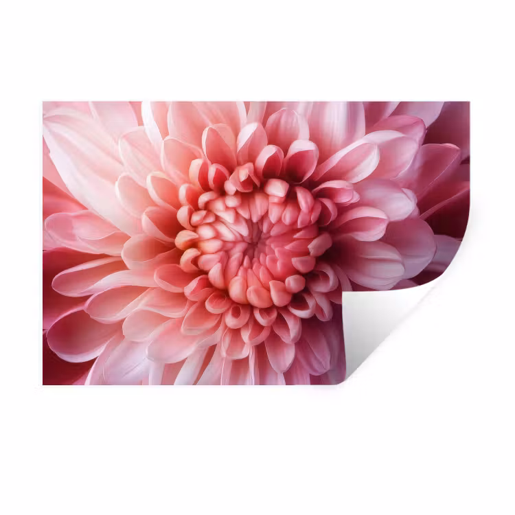 Muursticker - Dahlia - Bloem - Close up - Roze — 1