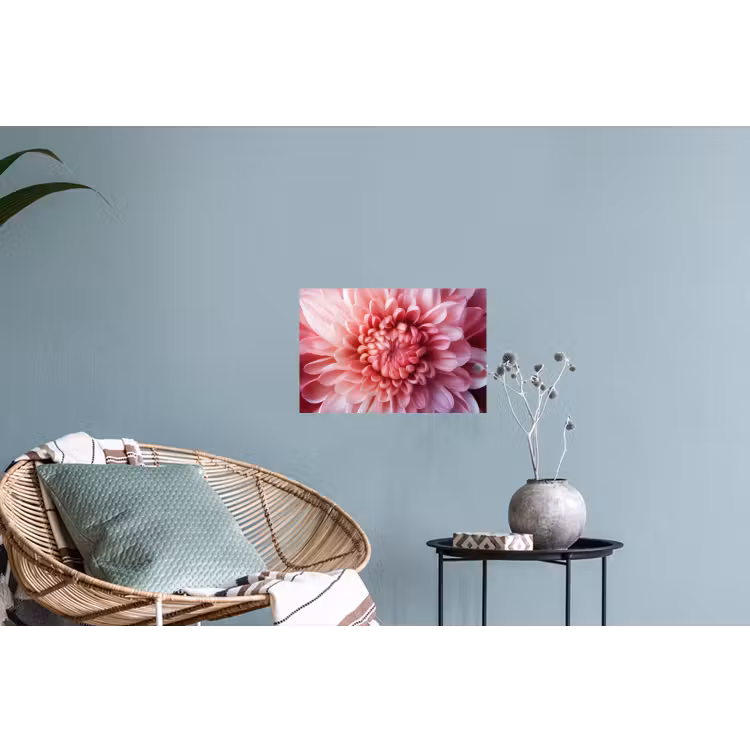 Muursticker - Dahlia - Bloem - Close up - Roze — 4