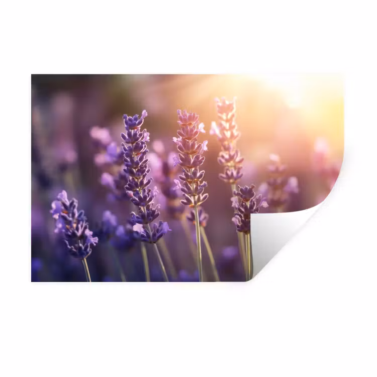 Muursticker - Lavendelbloemen - Paars - Zonlicht — 1