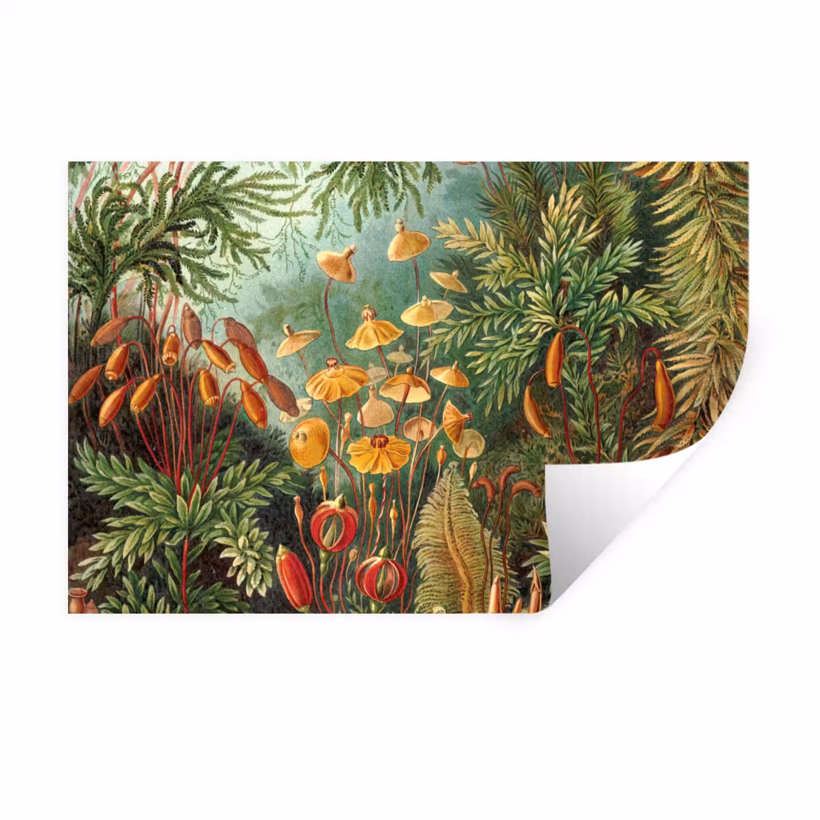 Muursticker - Design - Natuur - Paddenstoelen - Ernst Haeckel — 1
