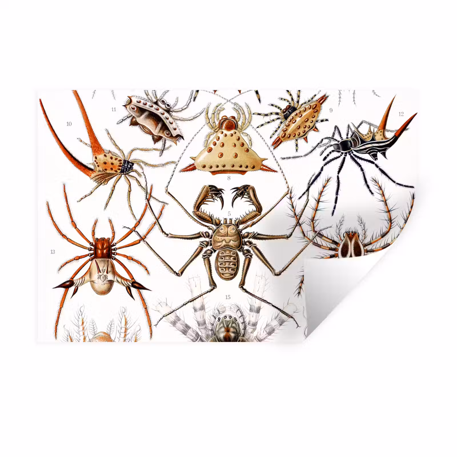 Muursticker - Retro - Spin - Ernst Haeckel - Spinnen — 1