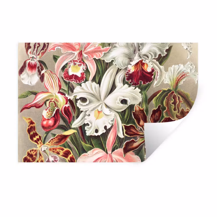 Muursticker - Bloemen - Ernst Haeckel - Vintage - Orchidee — 1