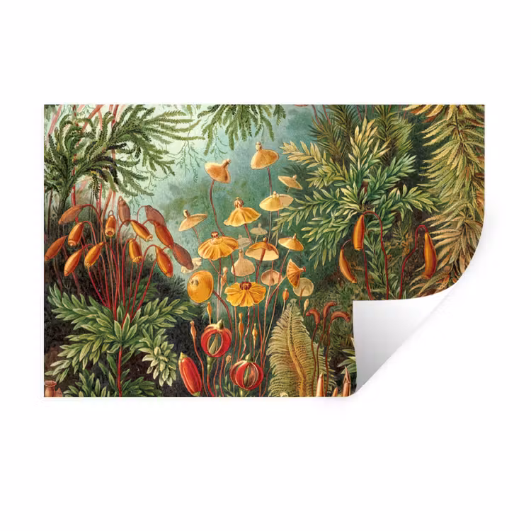 Muursticker - Design - Natuur - Paddenstoelen - Ernst Haeckel — 1