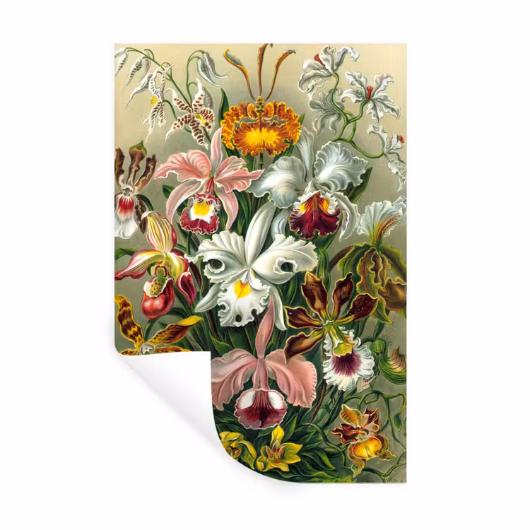Muursticker - Planten - Natuur - Bloemen - Ernst Haeckel — 1
